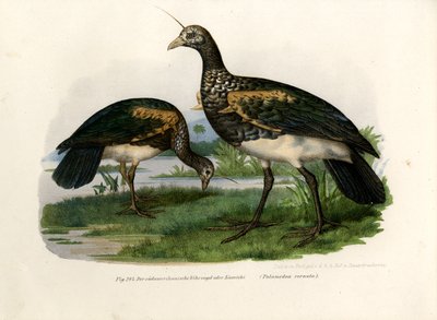 Horned Screamer by German School